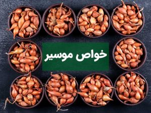 خواص درمانی موسیر برای سلامتی انسان